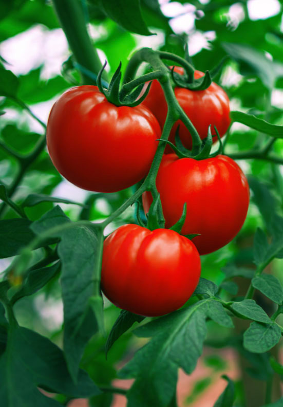 Growing your best tomatoes image